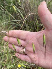 Avena sterilis