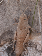 Pamphagidae