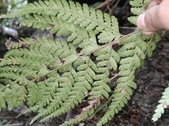 Microlepia pseudostrigosa