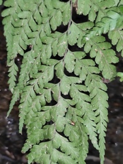 Microlepia pseudostrigosa