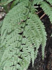 Microlepia pseudostrigosa