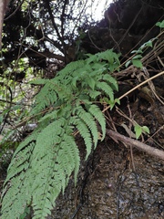 Microlepia pseudostrigosa