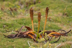 Bulbinella rossii