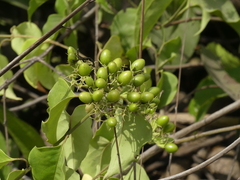 Jasminum malabaricum