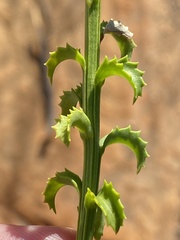 Pseudoselago recurvifolia