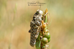 Pamphagus milevitanus