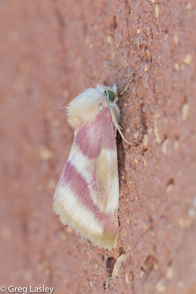 Reginia Primrose Moth