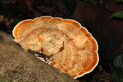 Rigidoporus