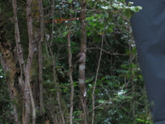 Muscicapa adusta adusta