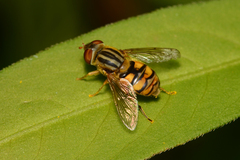 Parhelophilus laetus