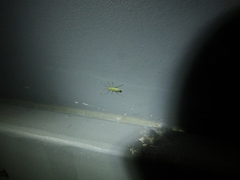Trigonotylus