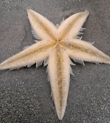 Astropecten