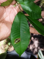 Sebastiania adenophora