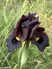 Iris atropurpurea