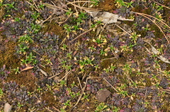 Arabidopsis thaliana