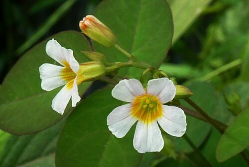 Barrelier's Wood Sorrel