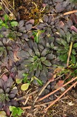 Arabidopsis thaliana