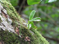 Cyrtorchis arcuata arcuata