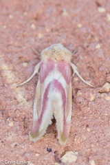 Schinia regina