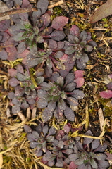 Arabidopsis thaliana