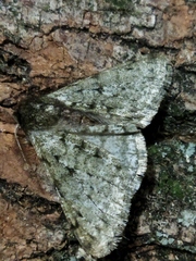Phigalia pilosaria