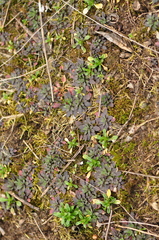 Arabidopsis thaliana