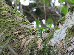 Cyrtorchis arcuata arcuata