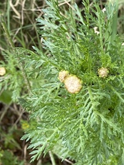 Glebionis coronaria