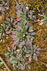 Arabidopsis thaliana