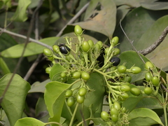 Jasminum malabaricum