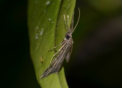 Gymnoscelis rufifasciata