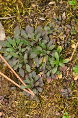 Arabidopsis thaliana