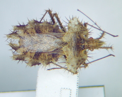 Phyllomorpha laciniata