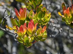 Leucadendron strobilinum