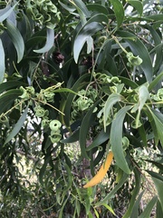 Acacia auriculiformis