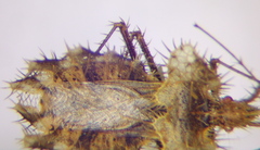 Phyllomorpha laciniata