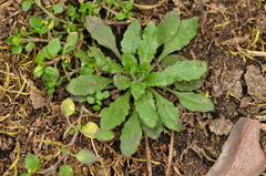 Arabidopsis thaliana