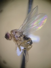 Drosophilidae