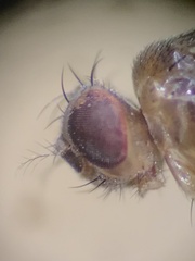 Drosophilidae