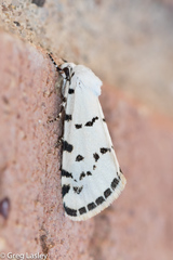 Grotella binda
