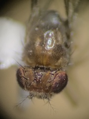 Drosophilidae