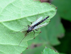 Chironomus plumosus