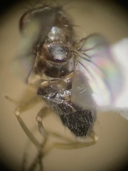 Drosophilidae