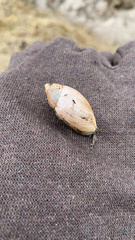 Euglandina rosea