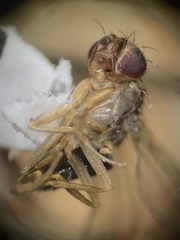 Drosophilidae