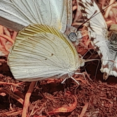 Eurema elathea