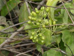 Jasminum malabaricum