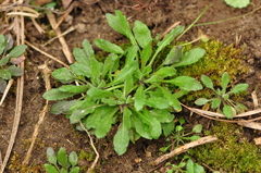 Arabidopsis thaliana