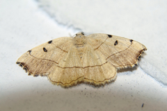 Eilicrinia trinotata