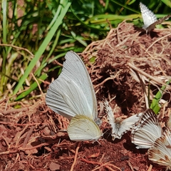 Eurema elathea